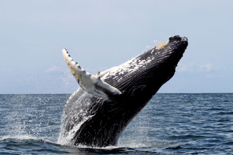 Bitcoin Whales Move Into BlackRock ETF After SEC Shift
